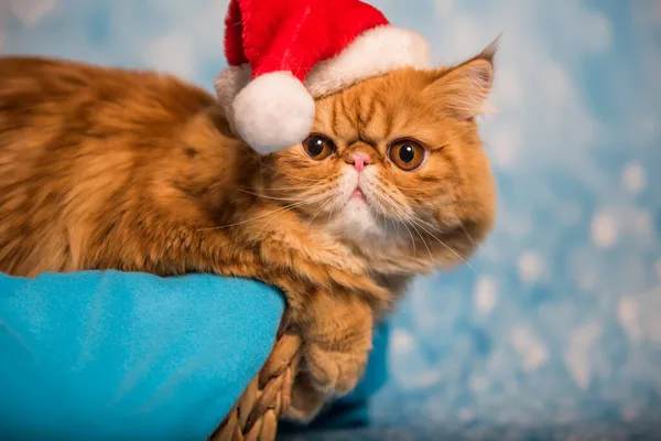 Červená perská kočka v červeném klobouku Santa Claus na Vánoce — Stock fotografie