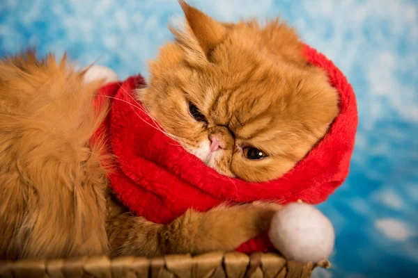 Červená perská kočka v červené šále Santa Claus na Vánoce — Stock fotografie