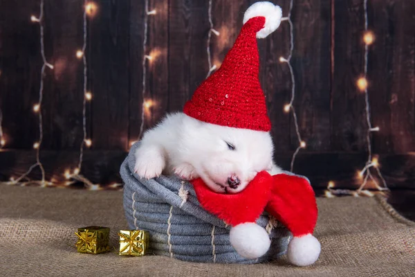 Biały śmieszne Samoyed szczeniak w Santa Claus kapelusz — Zdjęcie stockowe