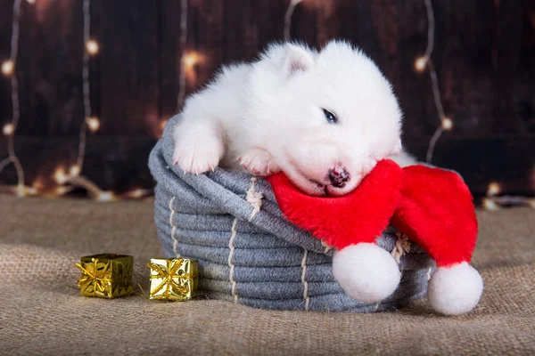 Wit pluizig klein Samoyed puppy hondje in een kerstpakket — Stockfoto