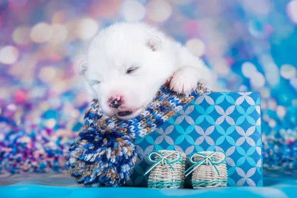 Fehér bolyhos kis Samoyed kiskutya egy karácsonyi ajándék doboz — Stock Fotó