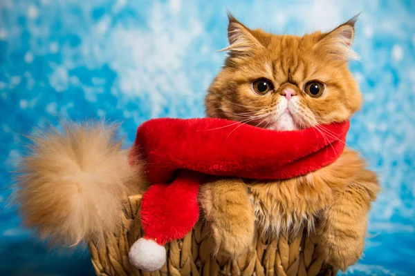 Красный персидский кот в красном шарфе Санта-Клауса на Рождество — стоковое фото