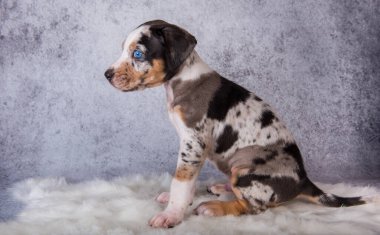 Louisiana Catahoula Leopar Köpek Gri üzerinde oturuyor