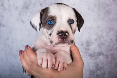 Louisiana Catahoula Leopar Köpek yavrusu