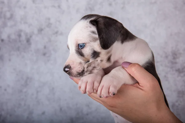 Louisiana Catahoula Leopard Cachorrinho de cachorro a mãos — Fotografia de Stock