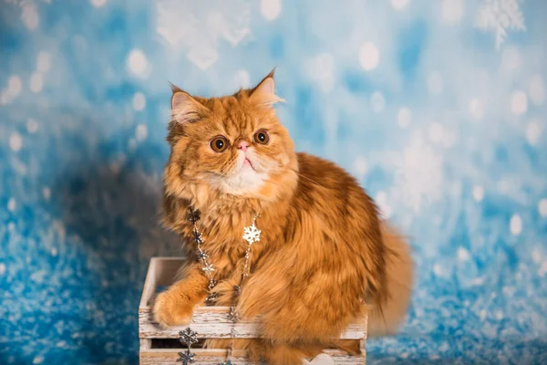 Persische Katze auf blauem Weihnachtshintergrund mit Schnee — Stockfoto