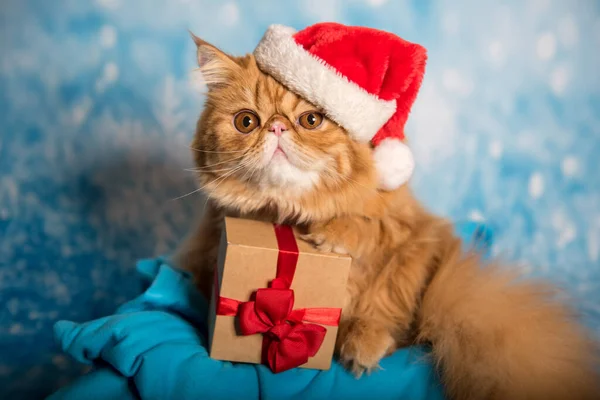 Красный персидский кот в красной шляпе Санта-Клауса на Рождество — стоковое фото