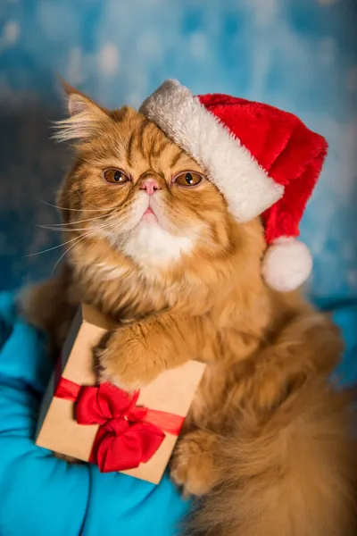 赤いペルシャ猫で赤いサンタクロースの帽子クリスマス — ストック写真