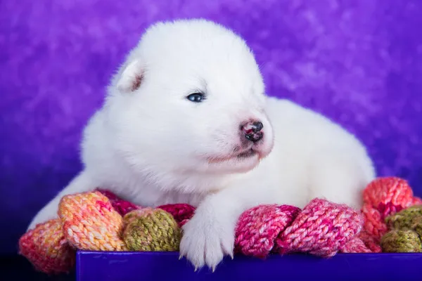白いふわふわ小さなサモイドの子犬犬でクリスマスギフトボックス — ストック写真