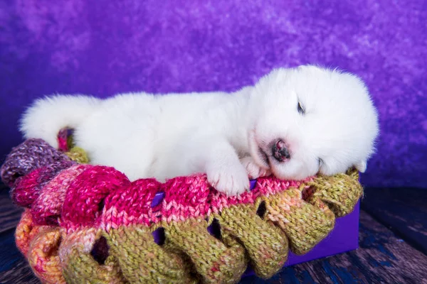 Biały puszysty mały Samoyed szczeniak w pudełku świątecznym — Zdjęcie stockowe