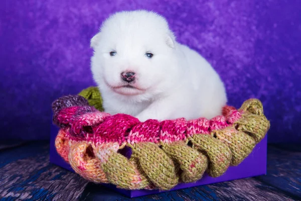White fluffy small Samoyed puppy dog in a Christmas gift box — Stock Photo, Image