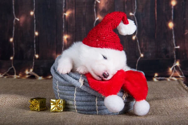 Blanco divertido perro cachorro Samoyed en sombrero de Santa Claus —  Fotos de Stock