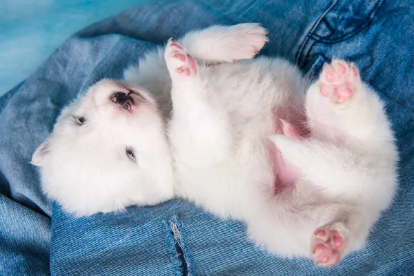 White fluffy small Samoyed puppy dog on blue jeans background — Stock Photo, Image