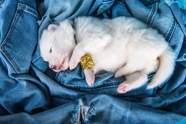 Blanco esponjoso pequeño perro cachorro Samoyed en fondo vaqueros azules —  Fotos de Stock