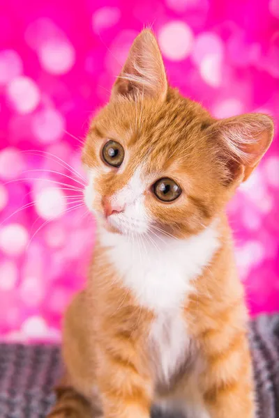 Hravé a zábavné roztomilé červené kotě na růžovém pozadí — Stock fotografie
