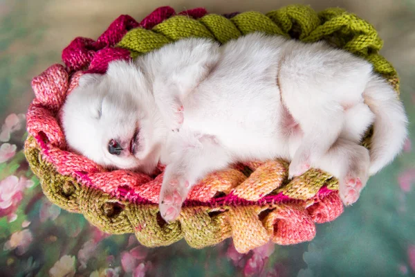 Branco fofo cachorrinho Samoyed cachorro no cachecol de malha — Fotografia de Stock