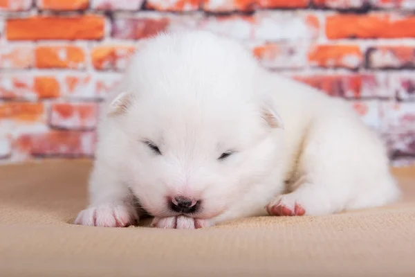 Kleine twee weken oud schattig wit Samoyed puppy hond — Stockfoto