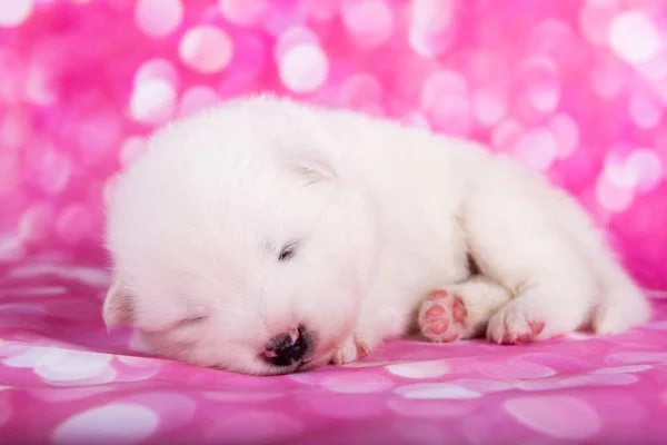 Branco fofo pequeno cachorrinho Samoyed cão no fundo rosa — Fotografia de Stock