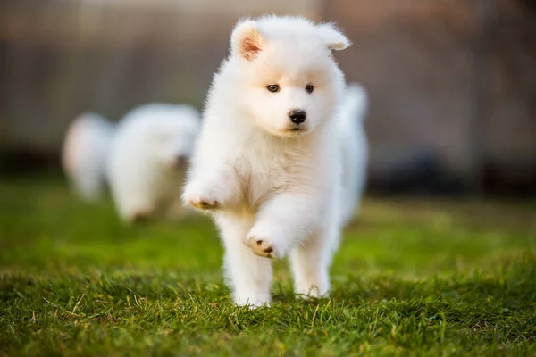Adorable samoyed puppy running on the lawn — Stock Photo, Image
