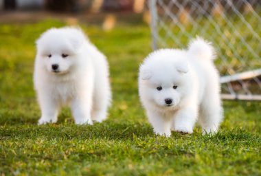 Komik tüylü beyaz Samoyed köpekleri oynuyor