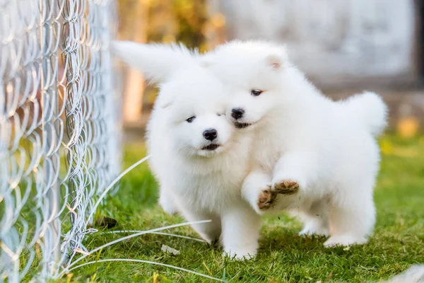 Смішні пухнасті білі самогубці цуценята собаки грають — стокове фото