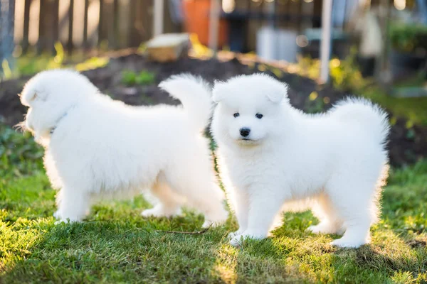 Grappig pluizig wit Samoyed puppies honden spelen — Stockfoto