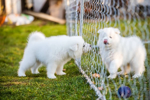 Engraçado fofo branco Samoyed cachorros cães estão jogando — Fotografia de Stock
