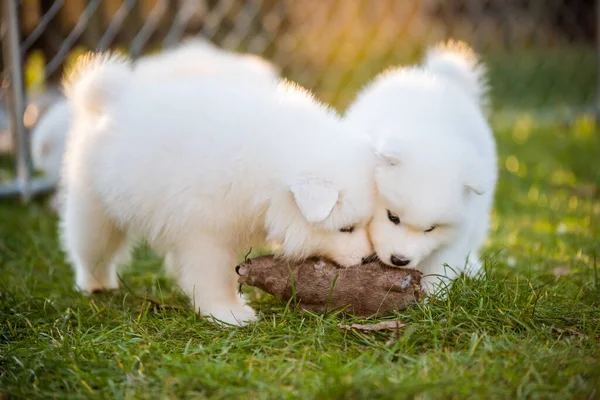 Grappig pluizig wit Samoyed puppies honden spelen — Stockfoto