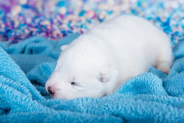 Beyaz tüylü küçük Samoyed köpek yavrusu mavi battaniyenin üzerinde uyuyor. — Stok fotoğraf