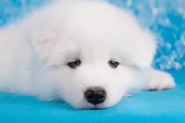Blanco peludo pequeño perro cachorro Samoyed está durmiendo en manta azul —  Fotos de Stock