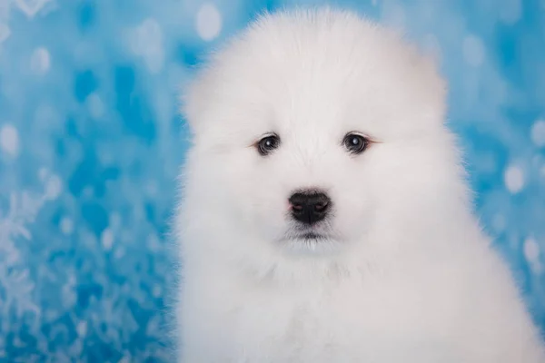 Blanco esponjoso pequeño cachorro Samoyed perro hocico de cerca —  Fotos de Stock