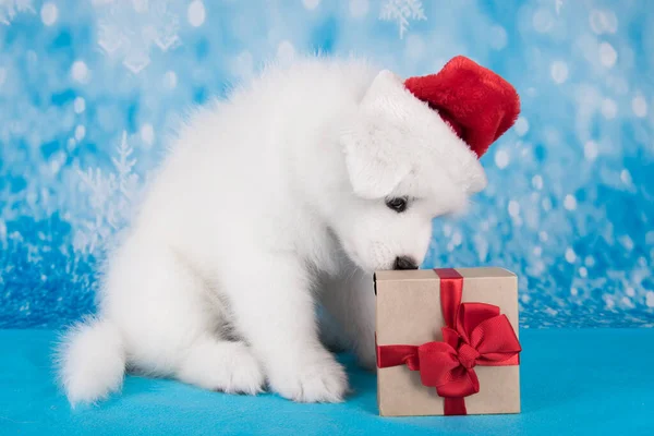 Weißer lustiger Samojewelpe mit roter Nikolausmütze und Geschenk — Stockfoto