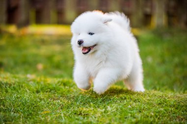 Sevimli Samoyed köpek yavrusu çimlerde koşuyor