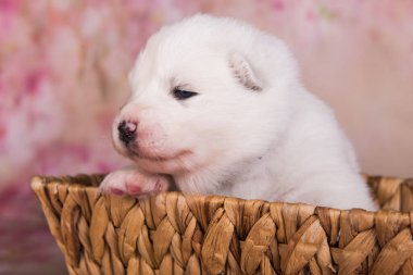 Beyaz pofuduk küçük Samoyed sepetinde yavru köpek