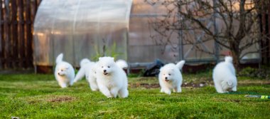 Komik tüylü beyaz Samoyed köpekleri oynuyor