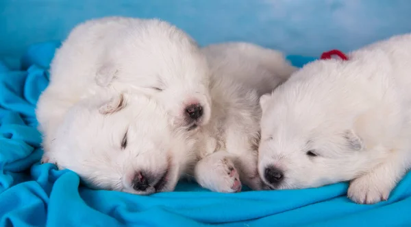 Beyaz Samoyed yavruları battaniyenin üzerinde uyuyorlar. — Stok fotoğraf