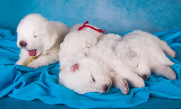 Vier kleine een maand oud schattig wit Samoyed puppies honden — Stockfoto