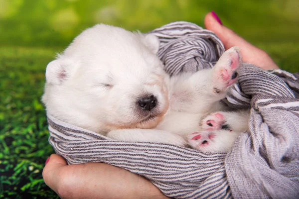 손에 스카프를 들고 있는 하얀 솜털작은 사모예드 강아지 — 스톡 사진