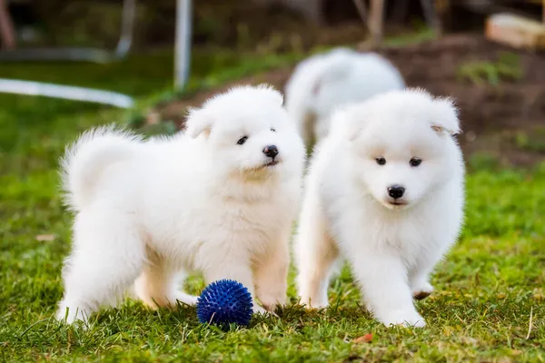 Yumuşak beyaz Samoyed yavru köpekler bir topla oynuyorlar. — Stok fotoğraf