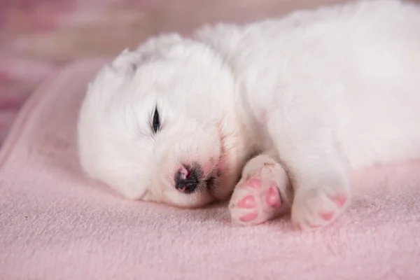 Wit pluizig klein Samoyed puppy hond twee weken oud — Stockfoto