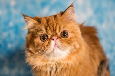 Tatlı İran kedisi kar altında mavi bir Noel 'de