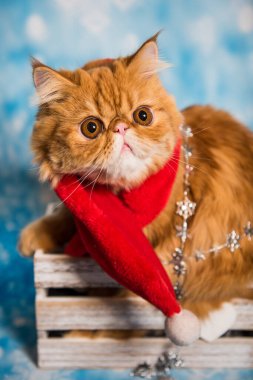 Kırmızı Noel Baba eşarbı takmış İran kedisi