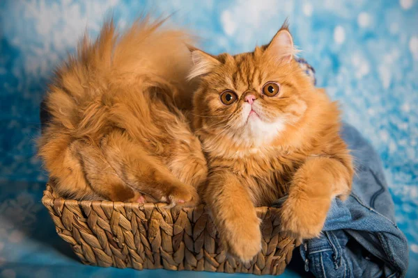 Niedliche Perserkatze auf blauem Weihnachten im Korb — Stockfoto