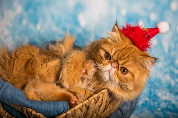 Θυμωμένη γάτα σε κόκκινο καπέλο του Αϊ Βασίλη για τα Χριστούγεννα — Φωτογραφία Αρχείου
