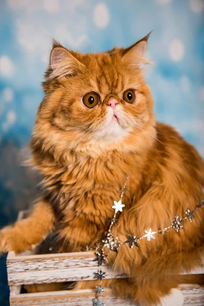 披着雪的蓝色圣诞背景的波斯猫 — 图库照片
