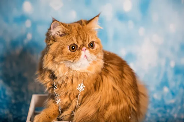 Gato persa em um fundo de Natal azul com neve — Fotografia de Stock