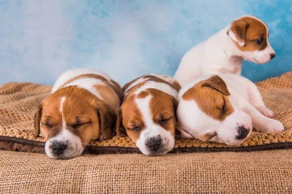 Jack Russell terrier cachorros delante de fondo azul — Foto de Stock