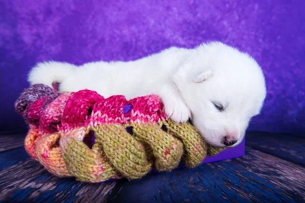 Wit pluizig klein Samoyed puppy hondje in een kerstpakket — Stockfoto