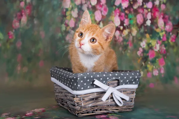 Веселый и забавный симпатичный рыжий котенок в корзине — стоковое фото