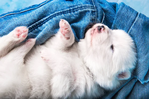Branco fofo pequeno cachorrinho Samoyed cão em azul jeans fundo — Fotografia de Stock
